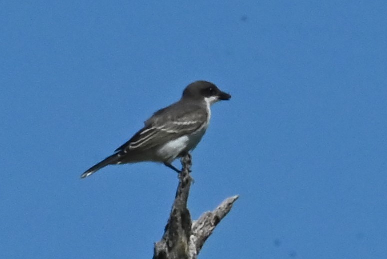 Schieferrücken-Königstyrann - ML642170782