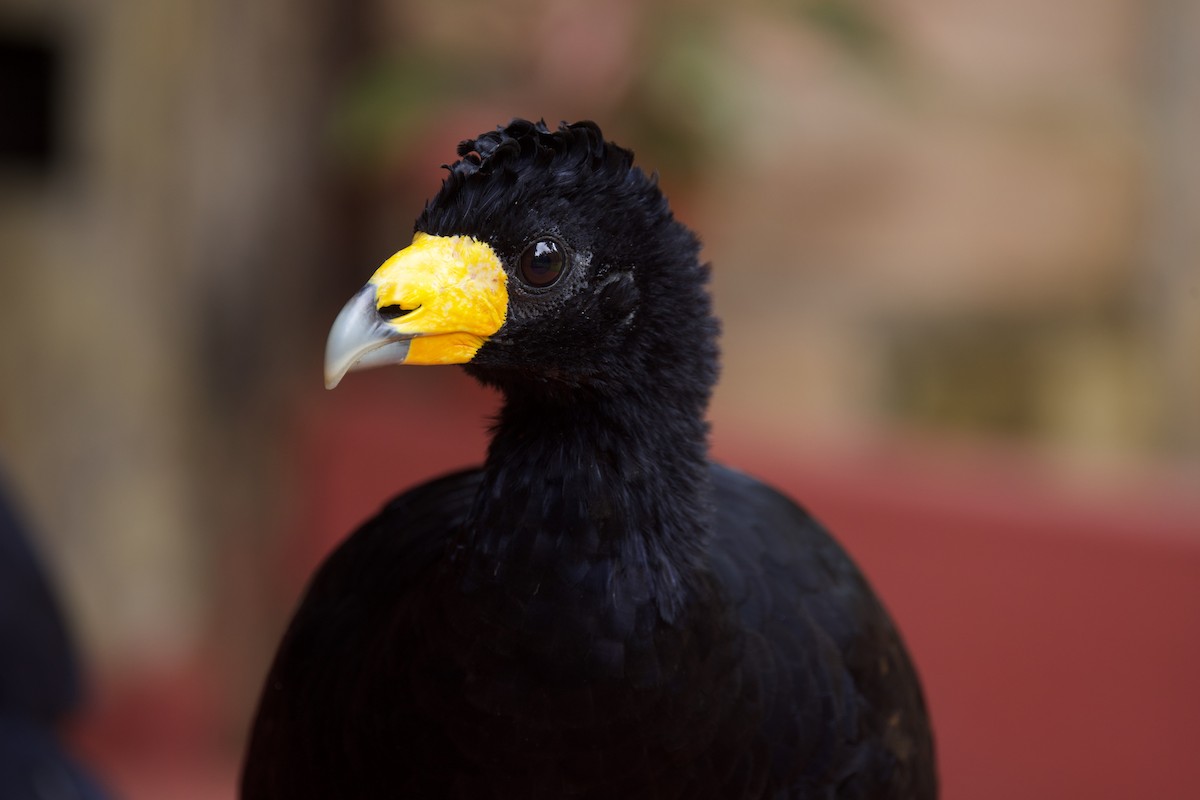 Black Curassow - ML642170783