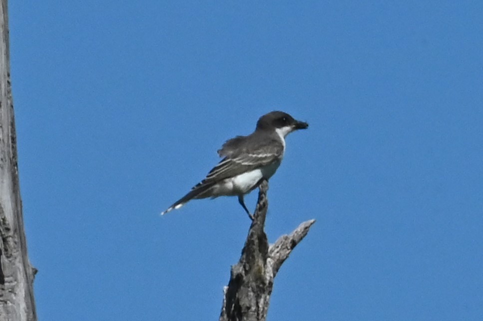 Schieferrücken-Königstyrann - ML642170785