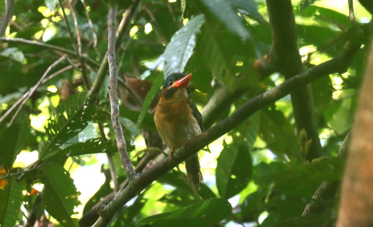Blue-capped Kingfisher - ML642170788