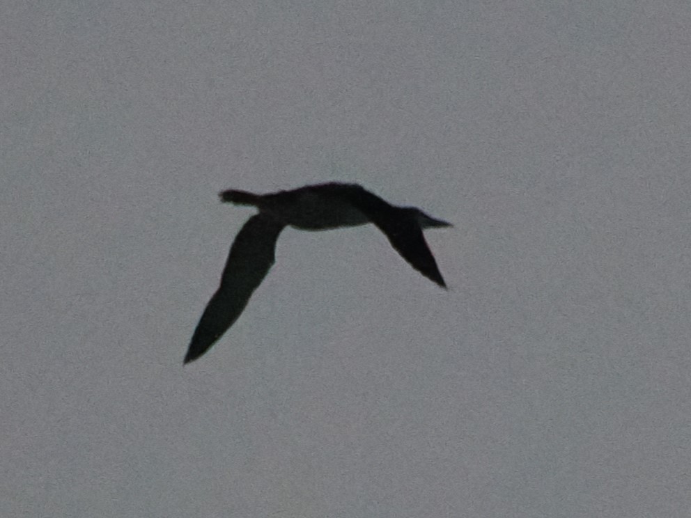 Common Loon - ML642170790