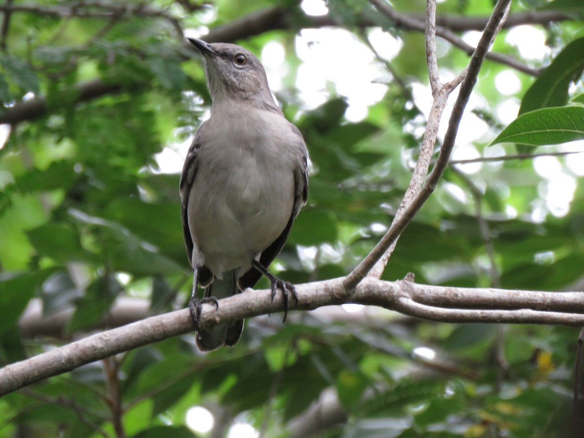 Northern Mockingbird - ML642170794