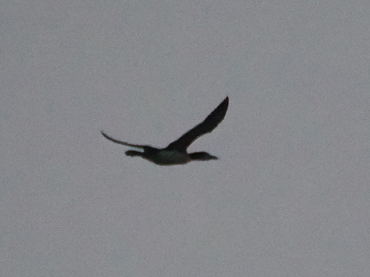 Common Loon - ML642170796