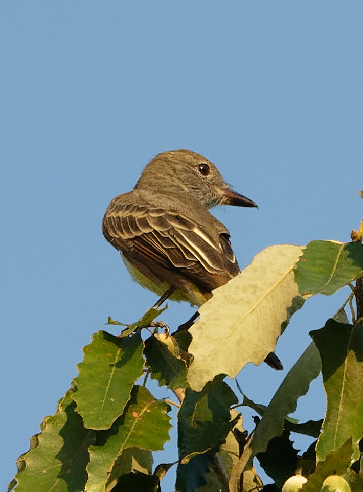 Great Crested Flycatcher - ML642170800