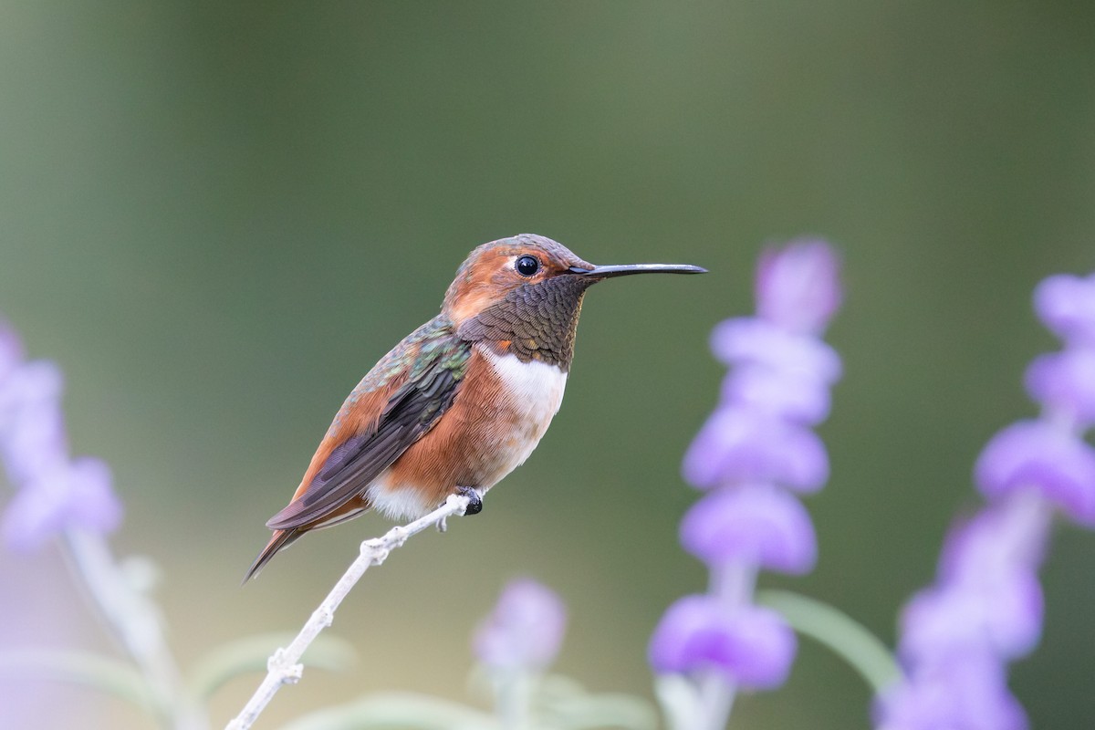 Allen's Hummingbird - ML642170809