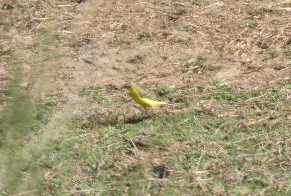 Western Yellow Wagtail (flava/beema) - ML642170810