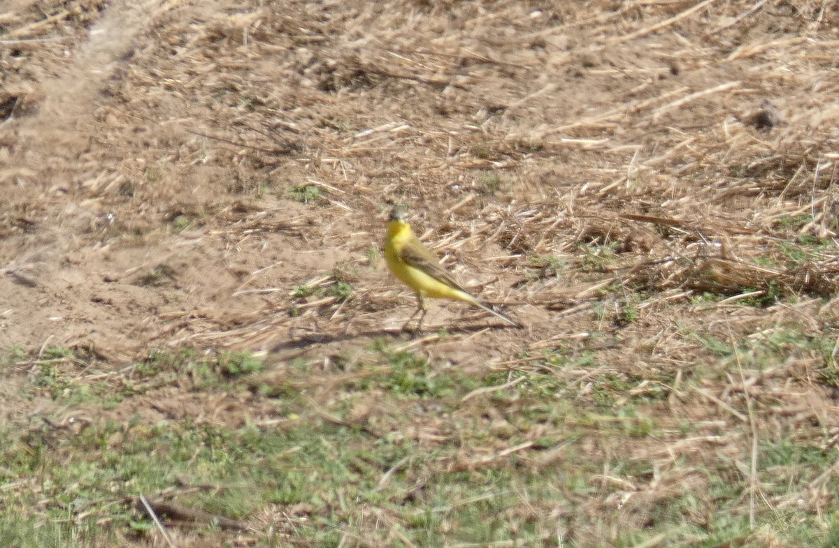 Western Yellow Wagtail (flava/beema) - ML642170811