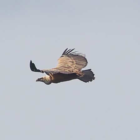 נשר מקראי - ML642170842
