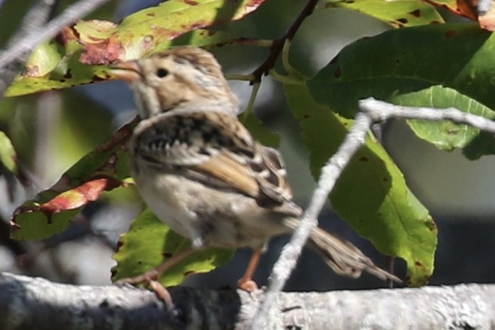 Clay-colored Sparrow - ML642170853