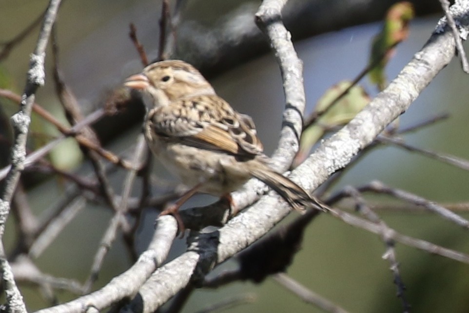 Clay-colored Sparrow - ML642170855