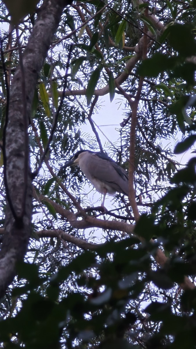 Black-crowned Night Heron - ML642170866