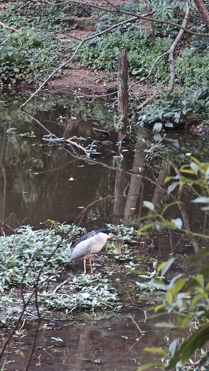Black-crowned Night Heron - ML642170867