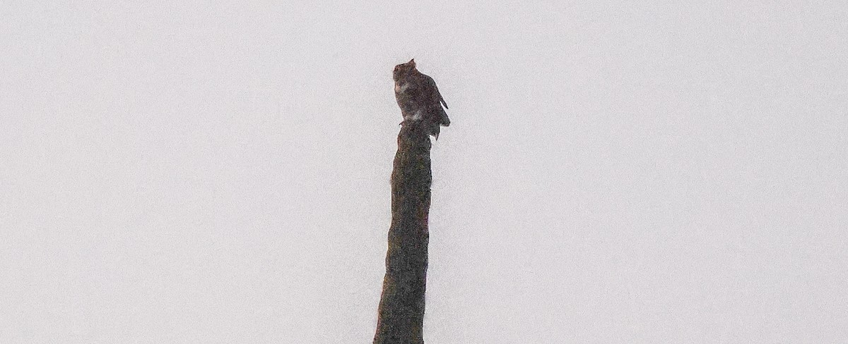 Great Horned Owl - ML642170869