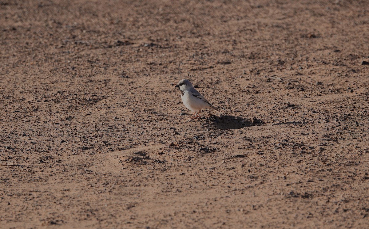 Desert Sparrow - ML642170870
