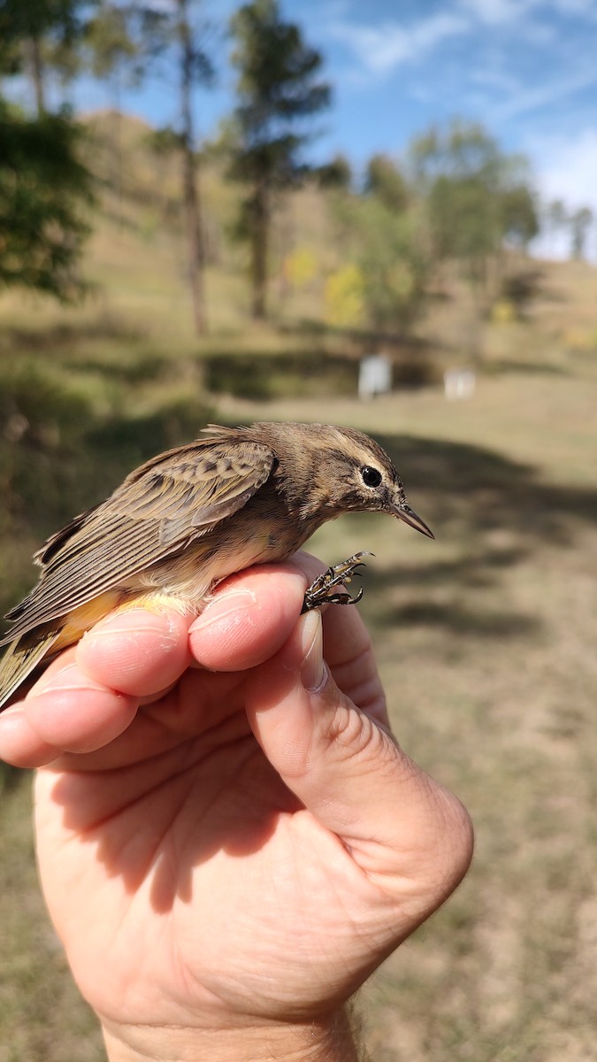 Palm Warbler (Western) - ML642170872