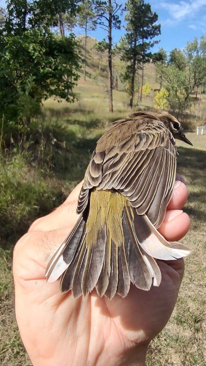 Palm Warbler (Western) - ML642170873