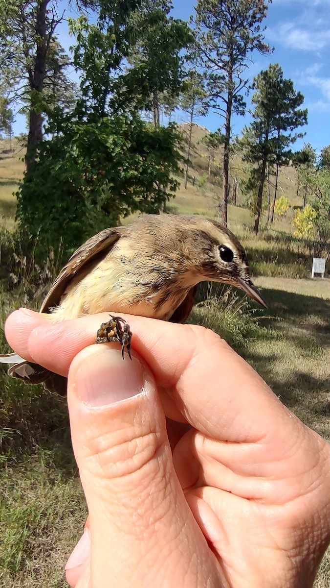 Palm Warbler (Western) - ML642170874