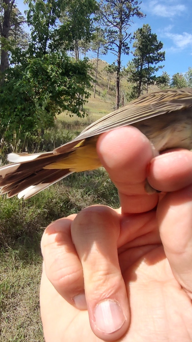 Palm Warbler (Western) - ML642170875