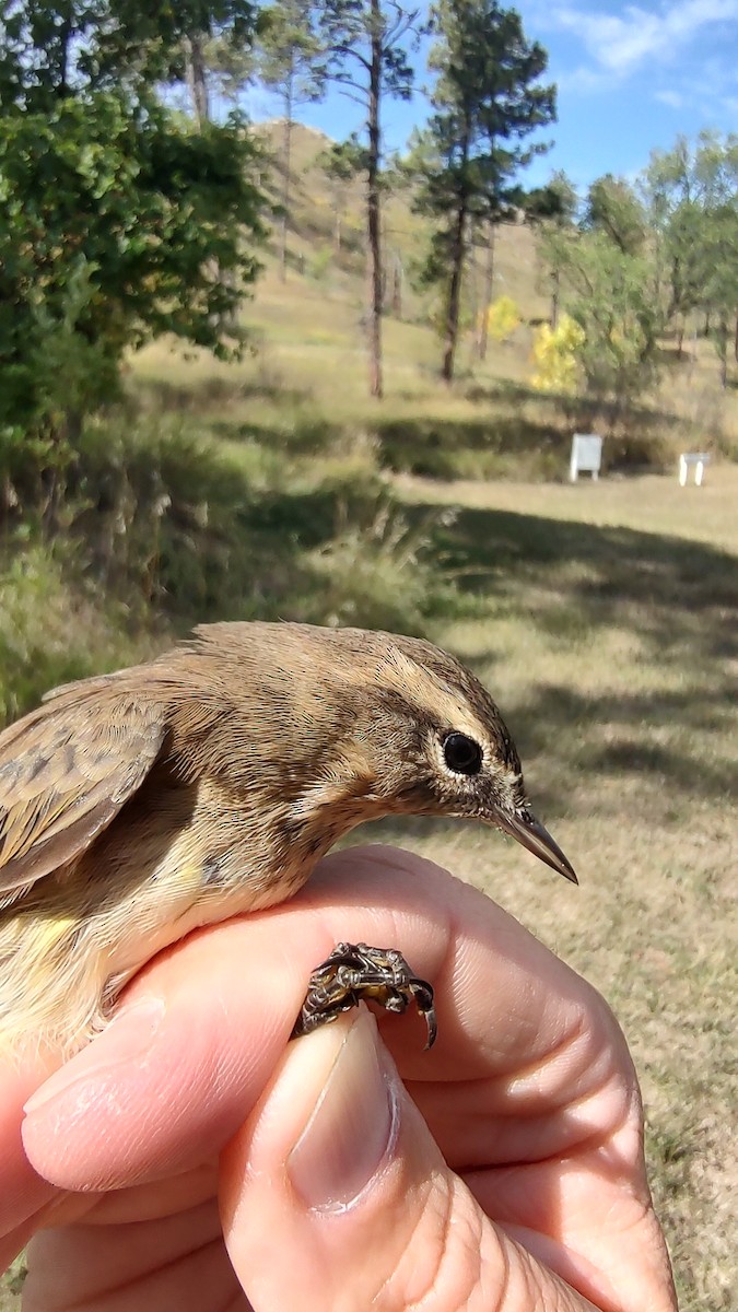Palm Warbler (Western) - ML642170876