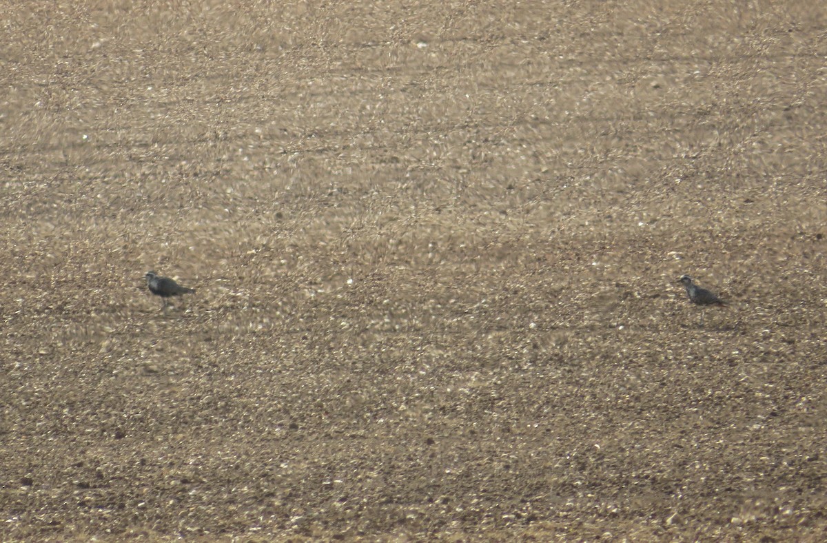 American Golden-Plover - ML642170882