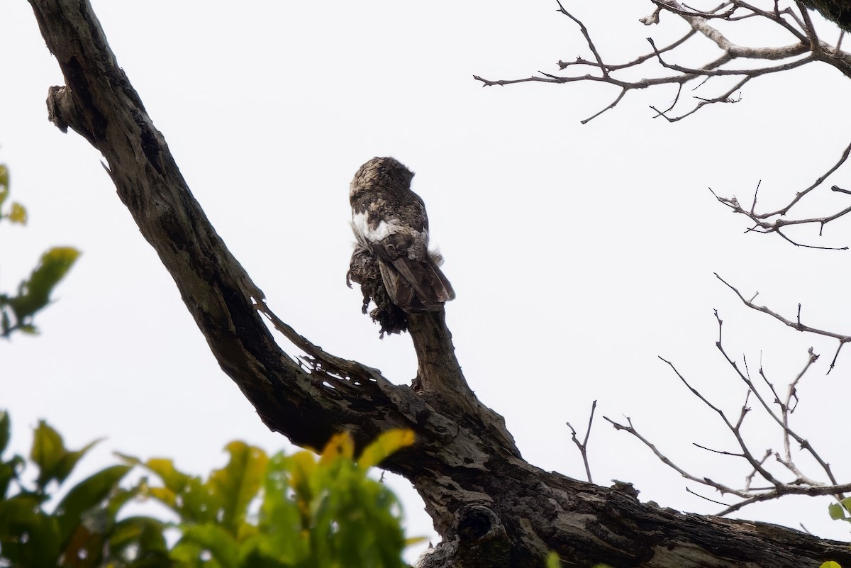 White-winged Potoo - ML642170884