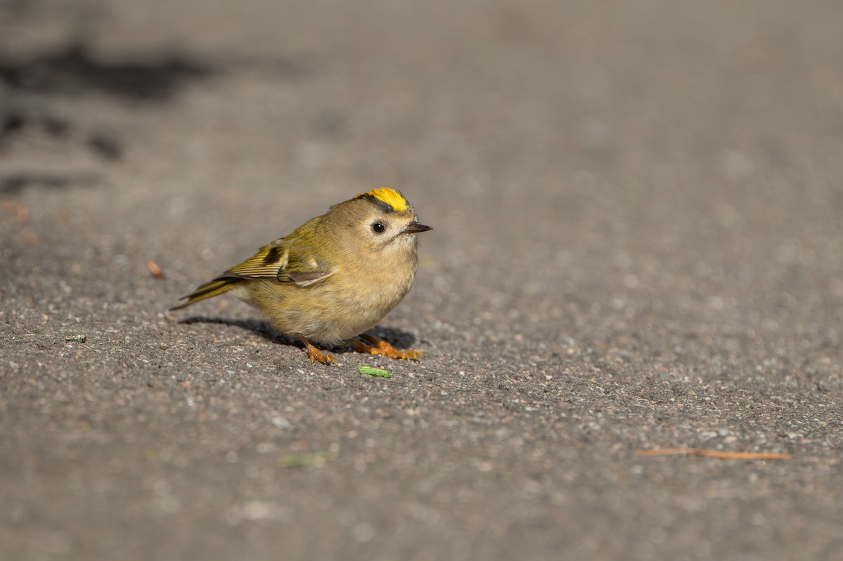 Roitelet huppé - ML642170909