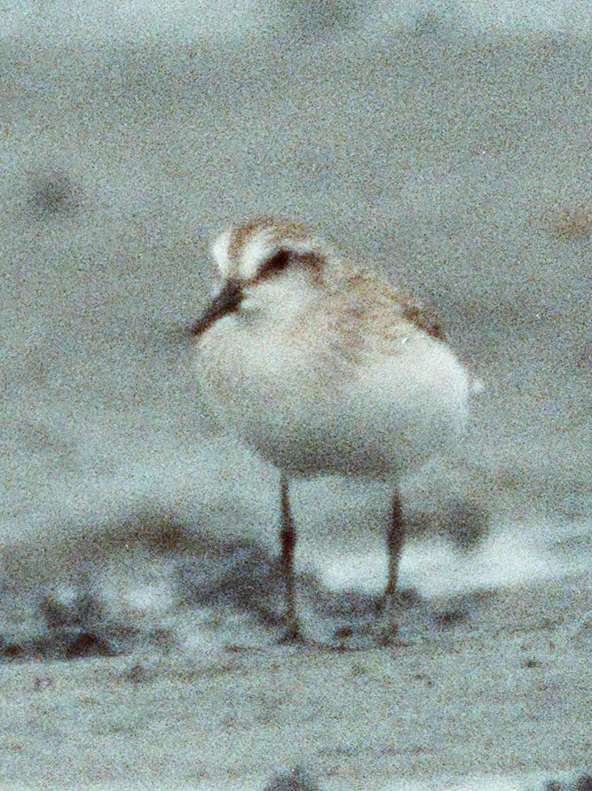 Semipalmated Sandpiper - ML642170917