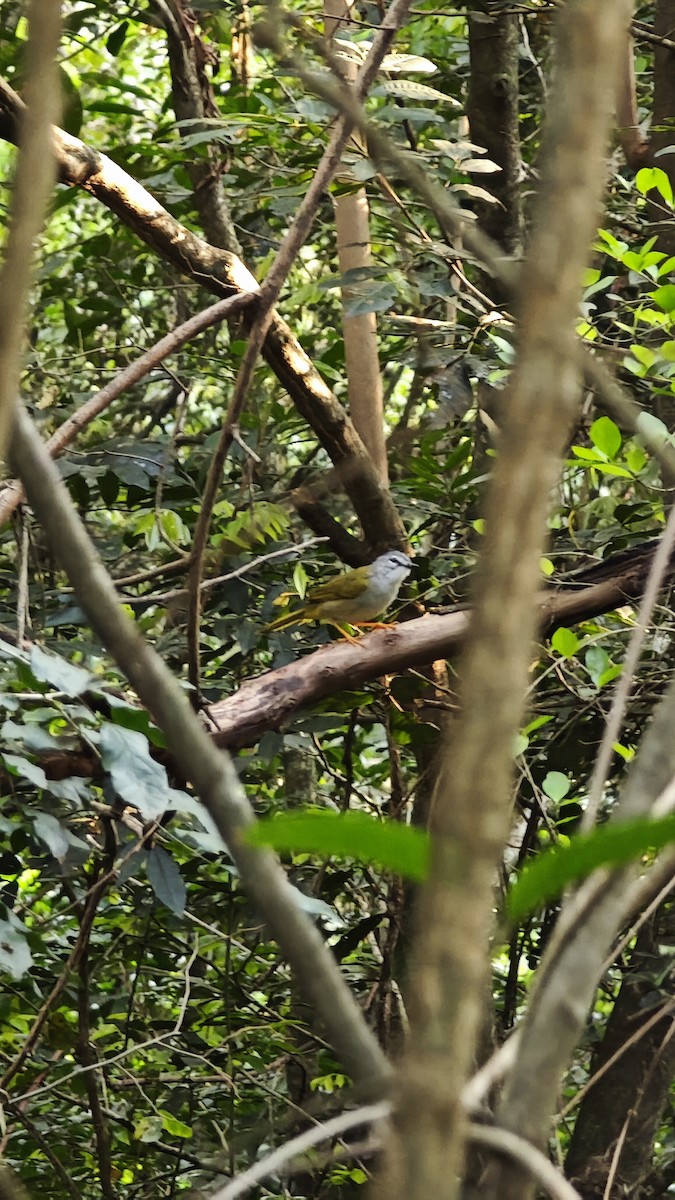 Flavescent Warbler - ML642170920
