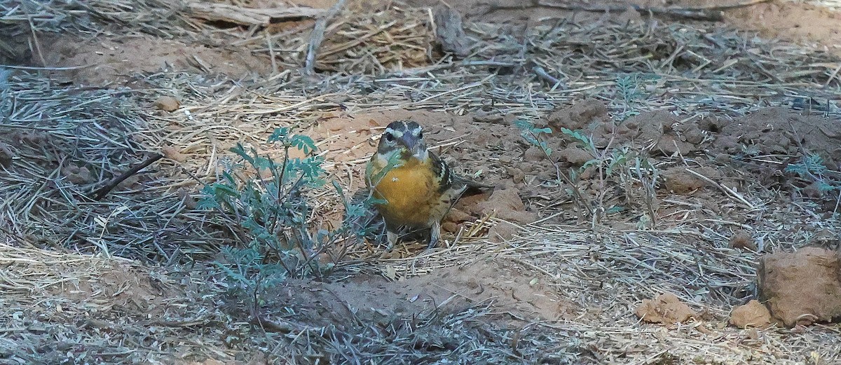 Black-headed Grosbeak - ML642170928