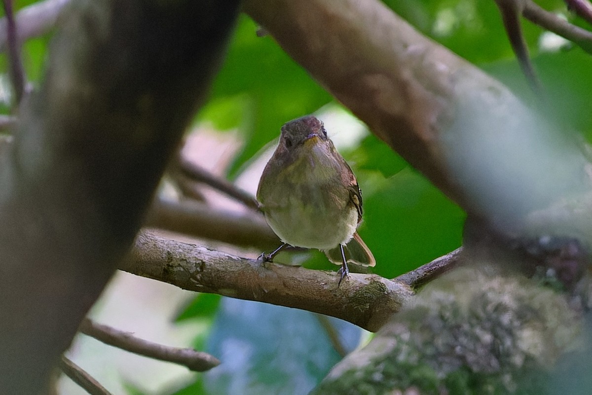 Euler's Flycatcher - ML642170948