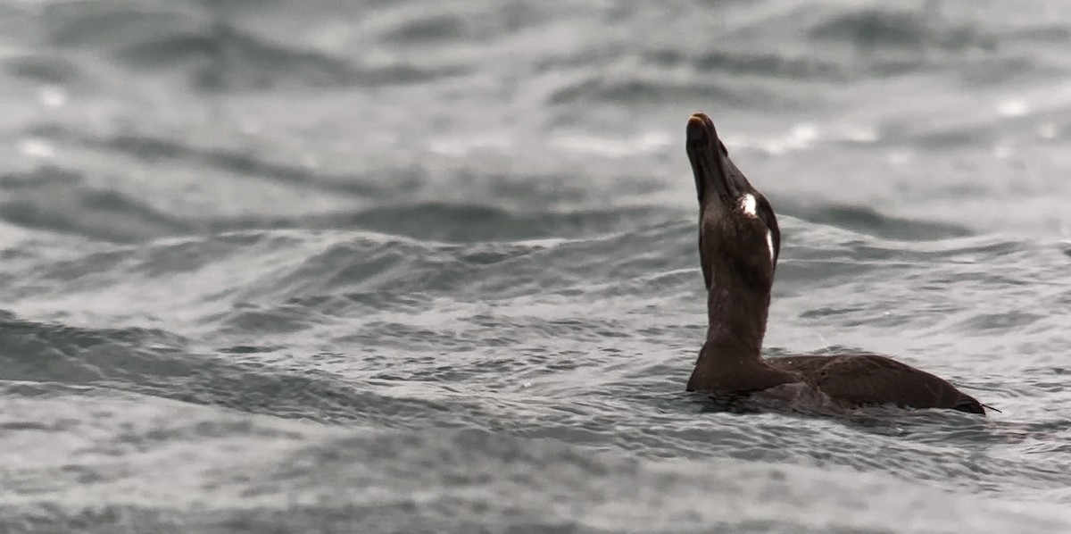 Surf Scoter - ML642170955