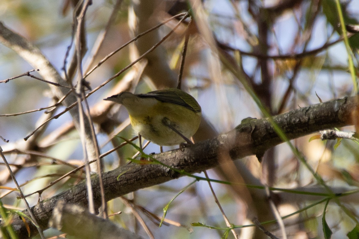 Tennessee Warbler - ML642170996