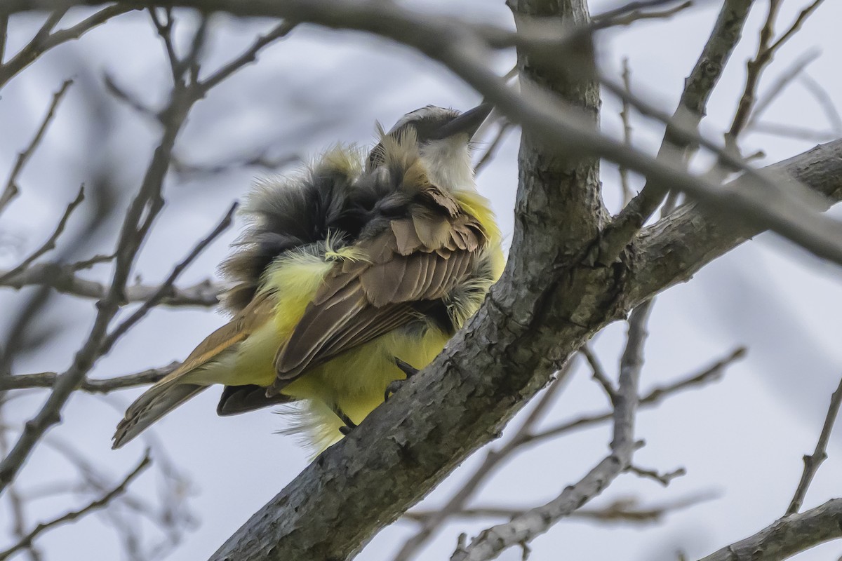 Great Kiskadee - ML642170998