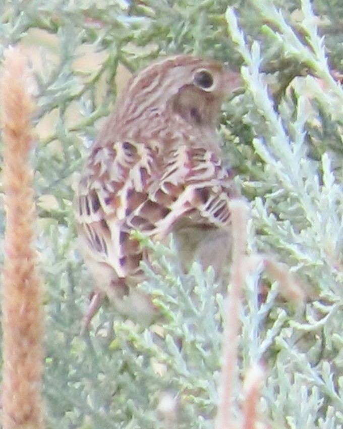 Grasshopper Sparrow - ML642170999