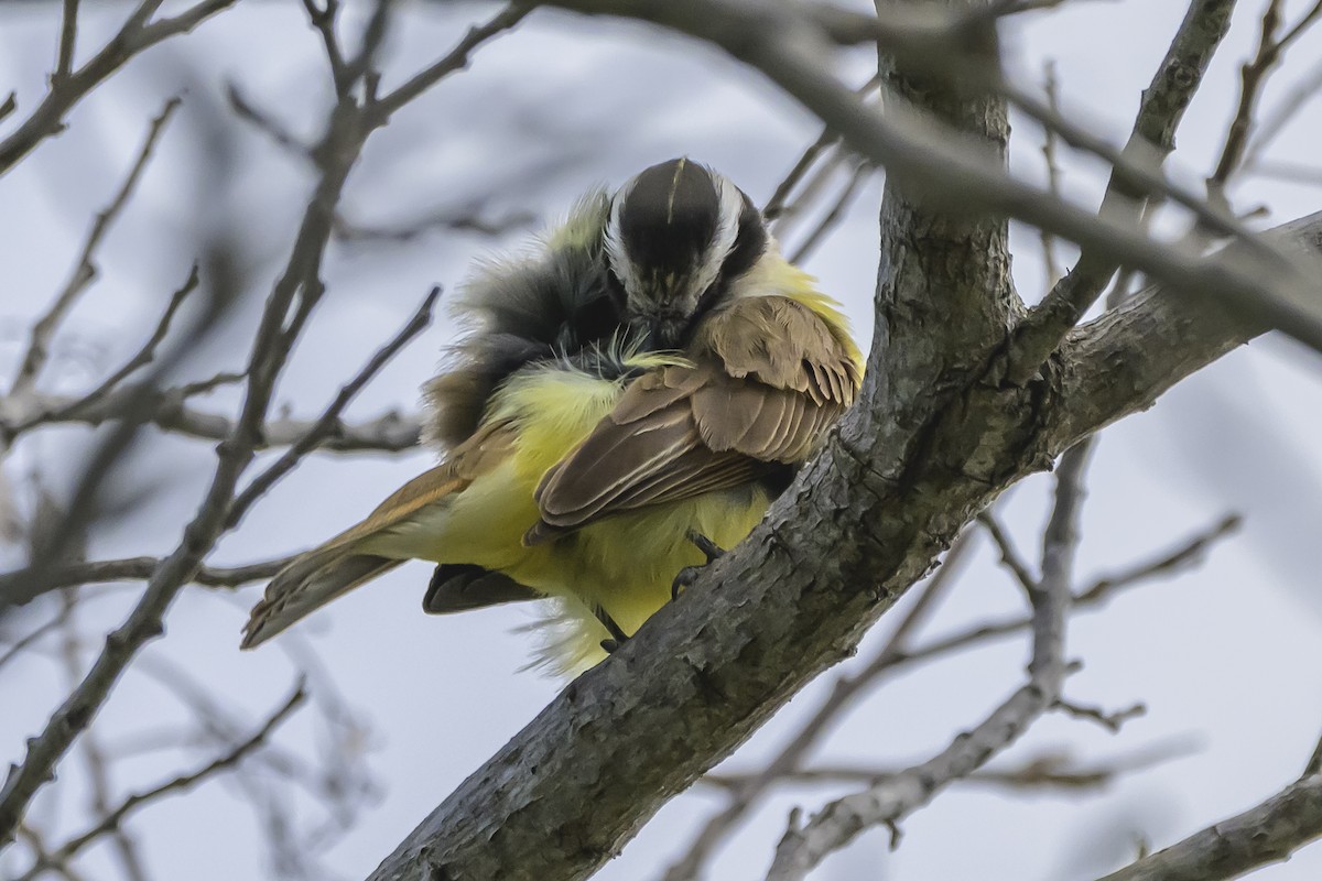 Great Kiskadee - ML642171000