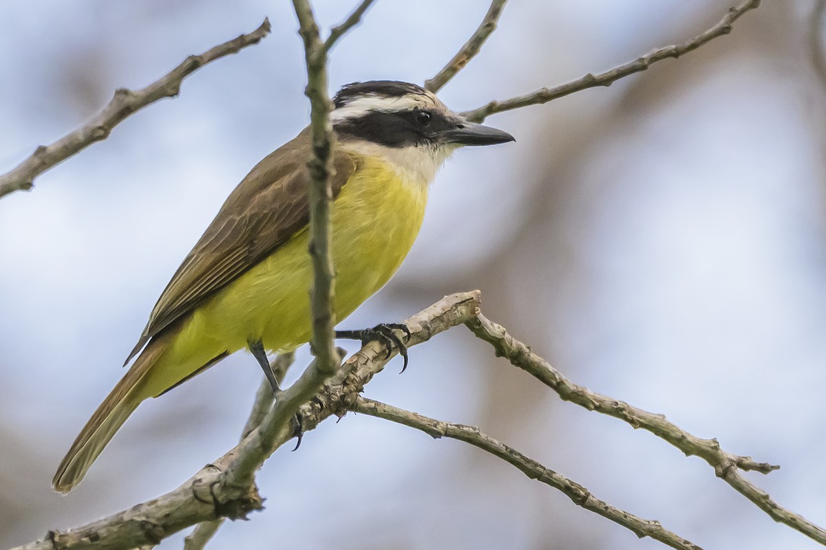 Great Kiskadee - ML642171002