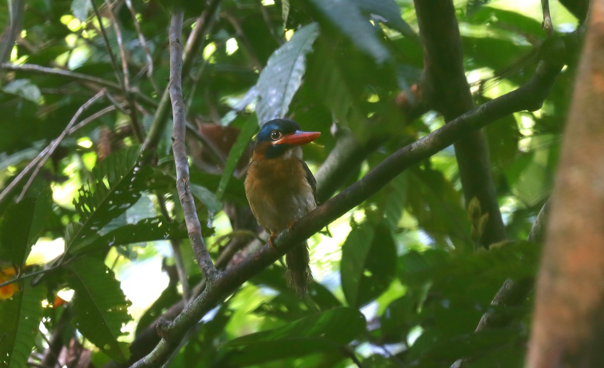 Blue-capped Kingfisher - ML642171005