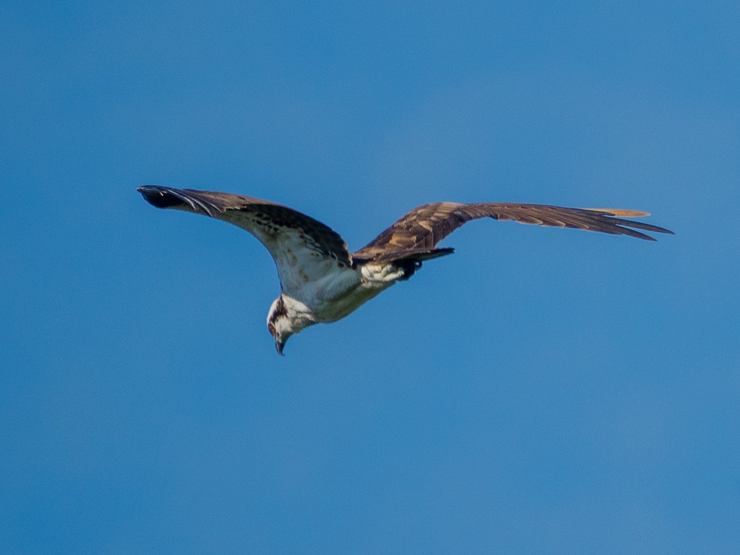 Balbuzard pêcheur - ML642171016