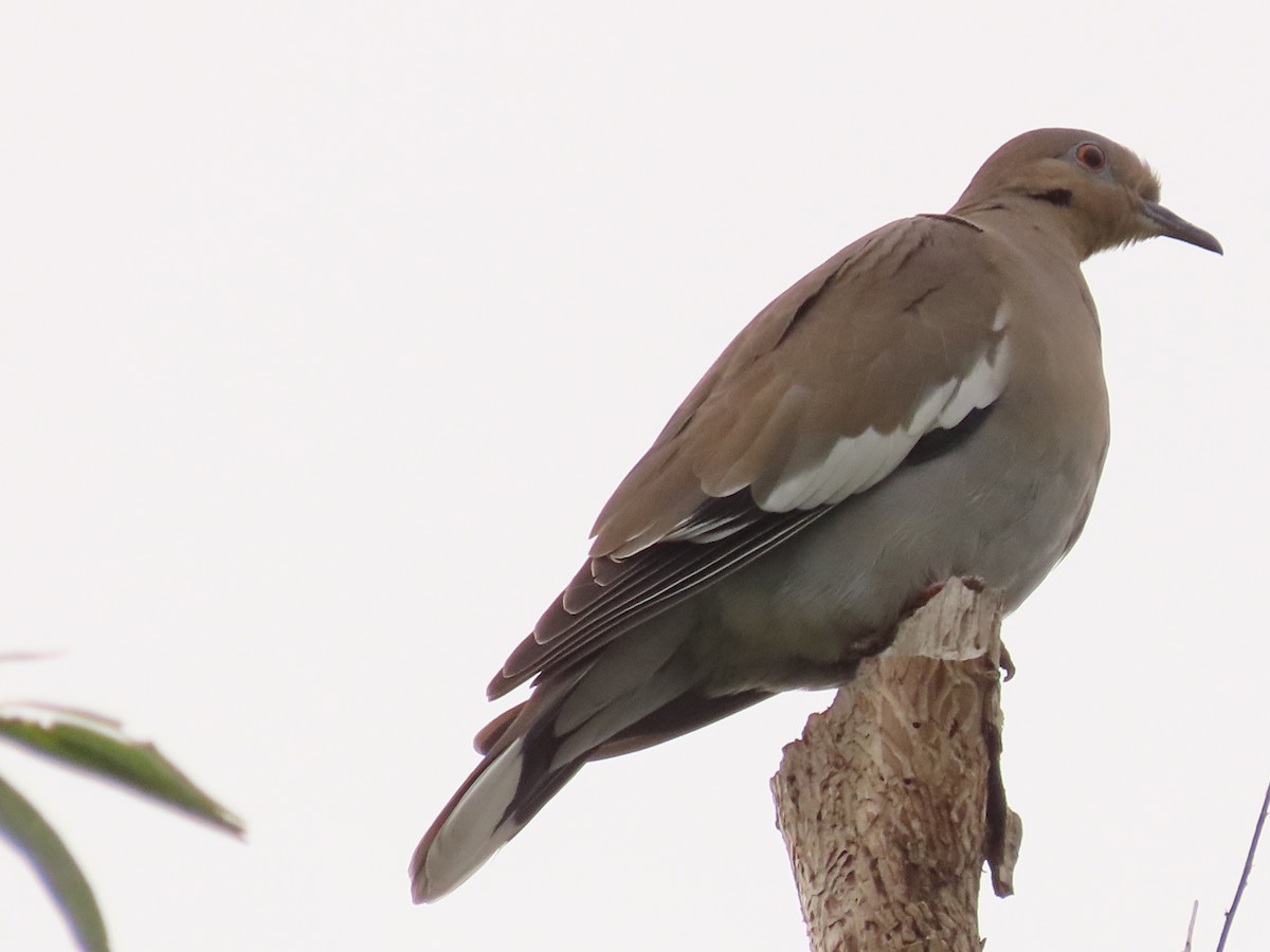 White-winged Dove - ML642171038