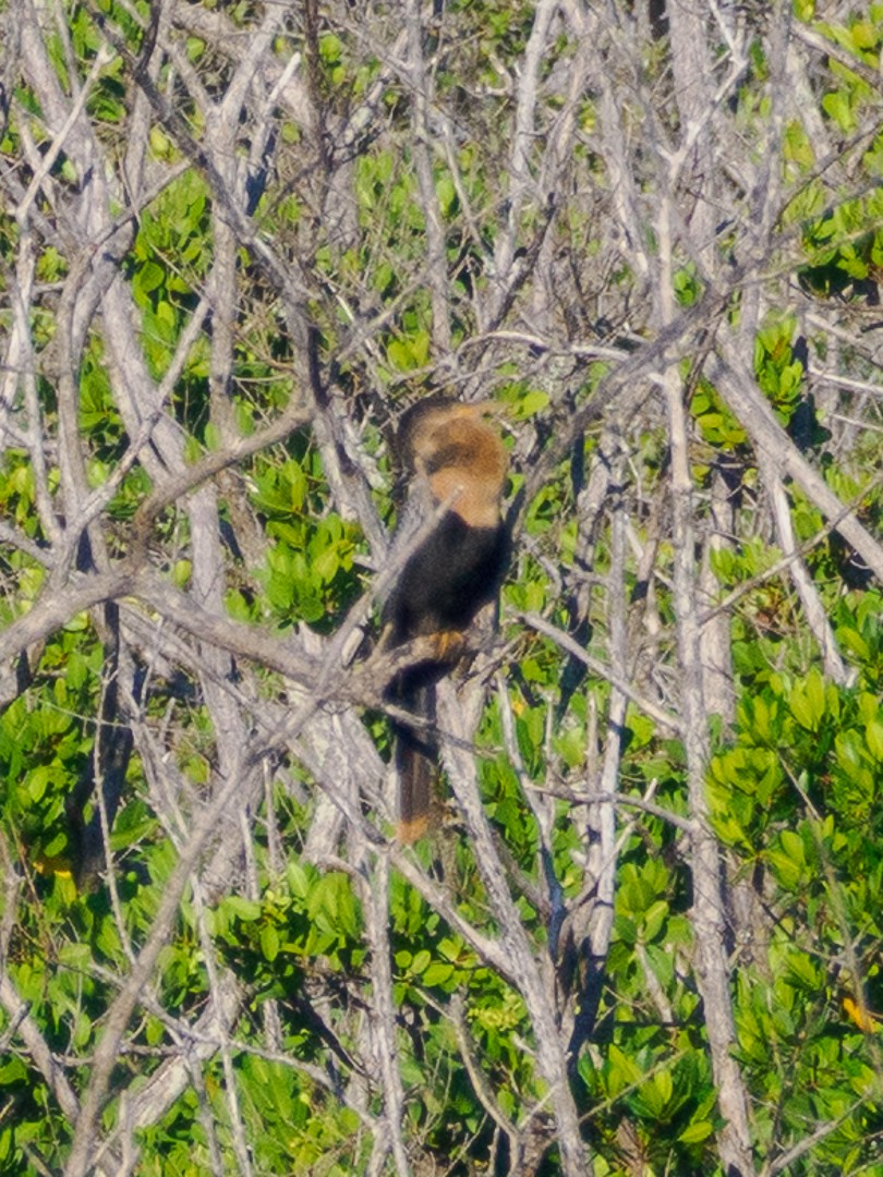 Anhinga d'Amérique - ML642171047