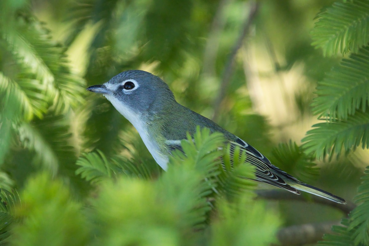 Vireo Solitario - ML642171048