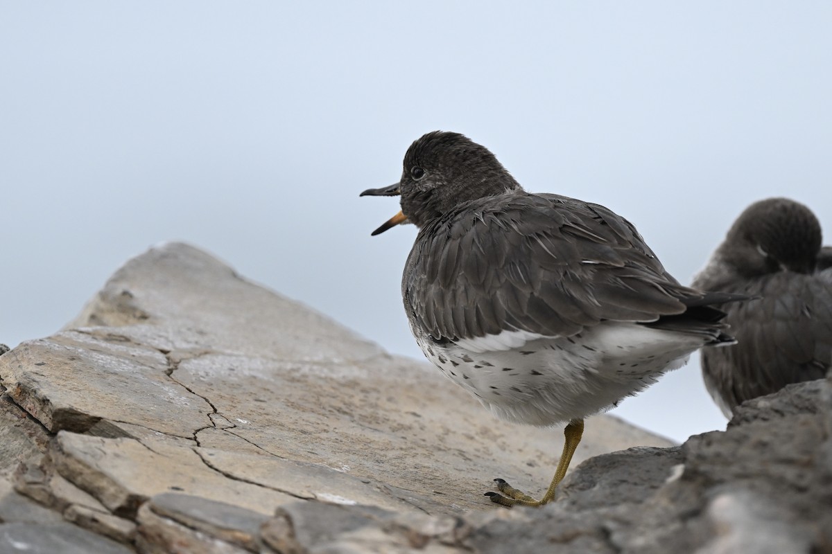 Surfbird - ML642171068