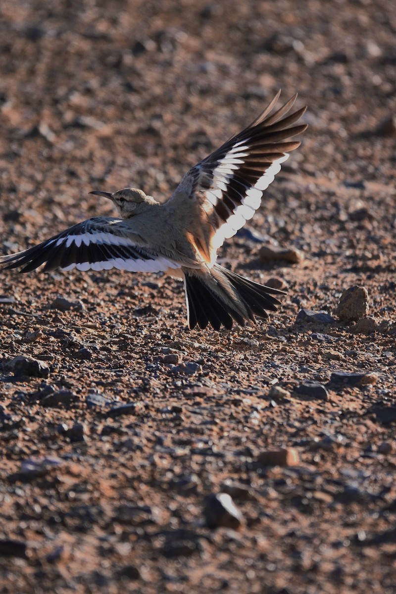 Ibis txoriandrea - ML642171074
