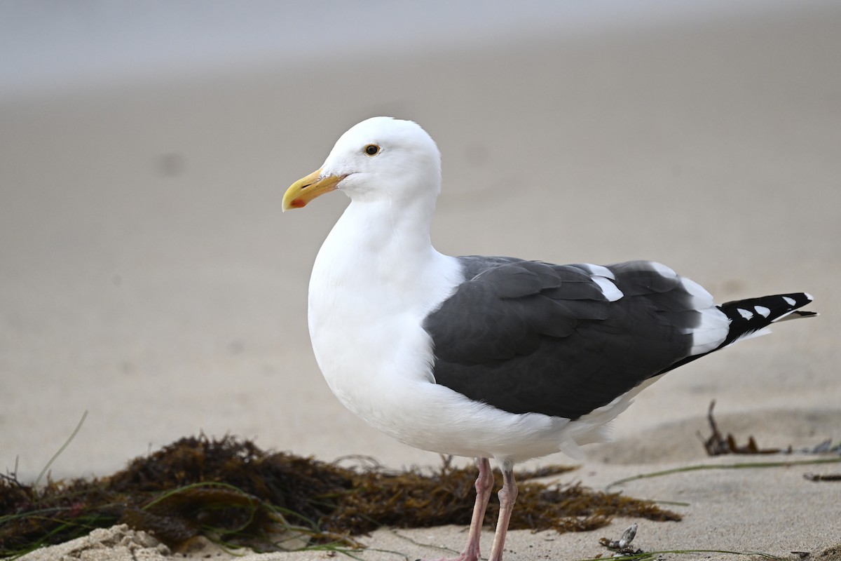 Western Gull - ML642171075