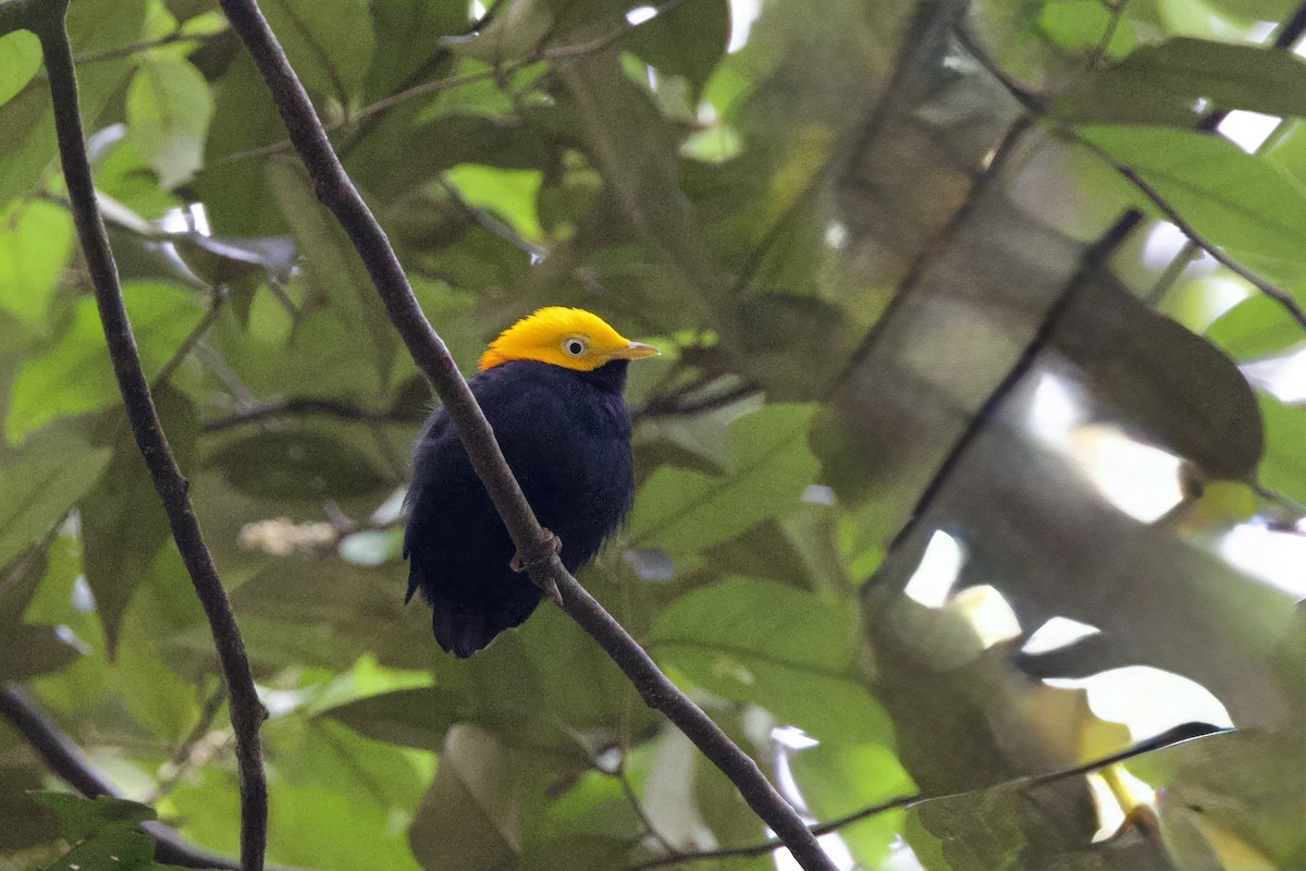 Golden-headed Manakin - ML642171078
