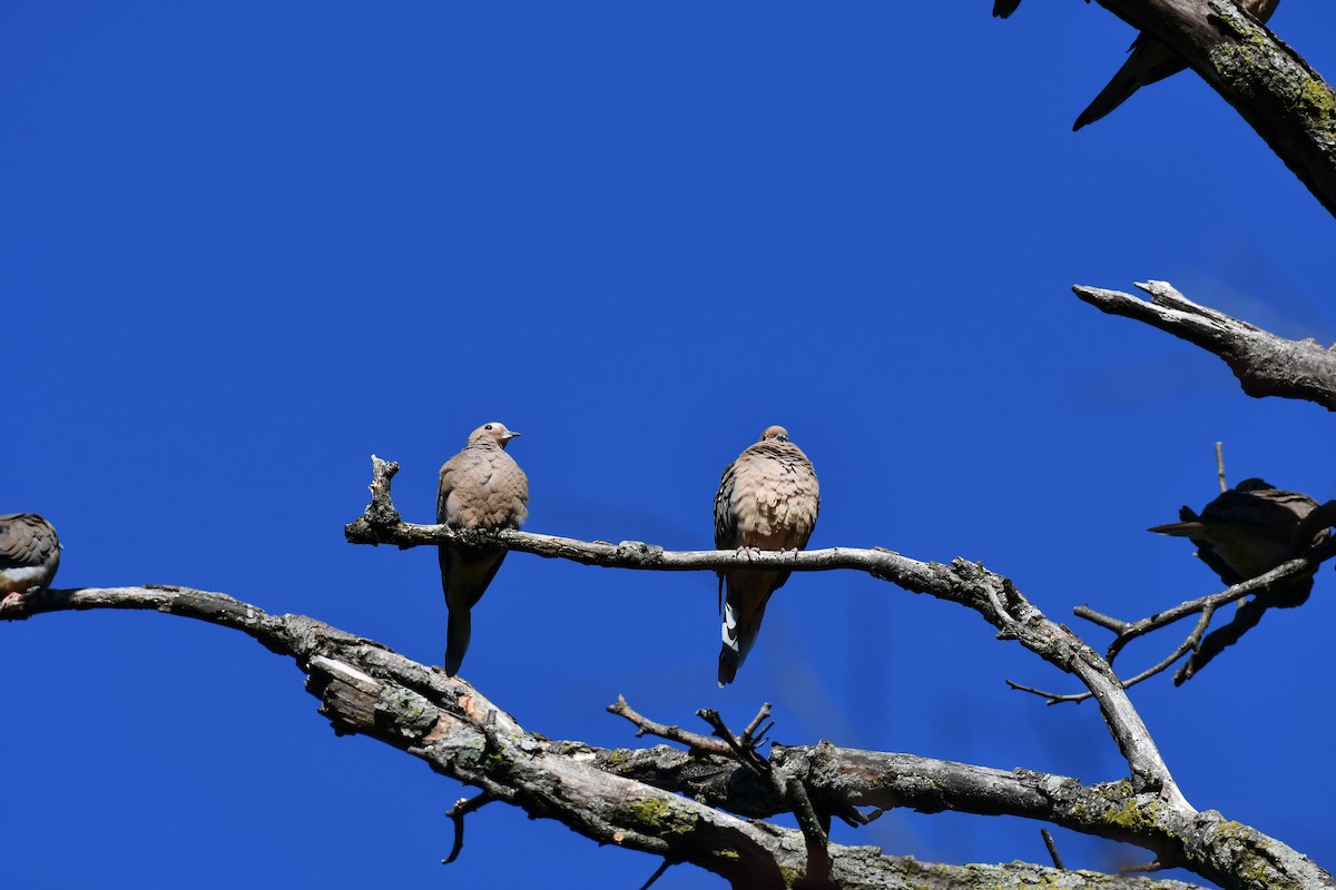 Mourning Dove - ML642171079