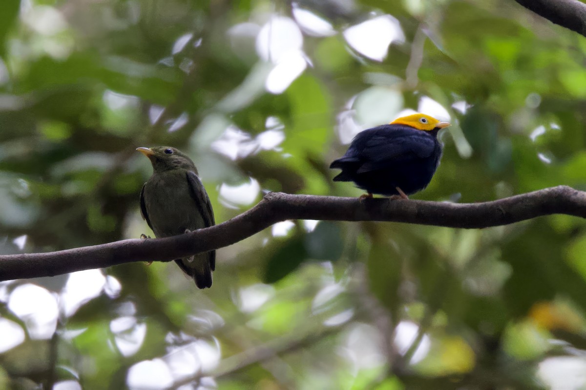 Golden-headed Manakin - ML642171080