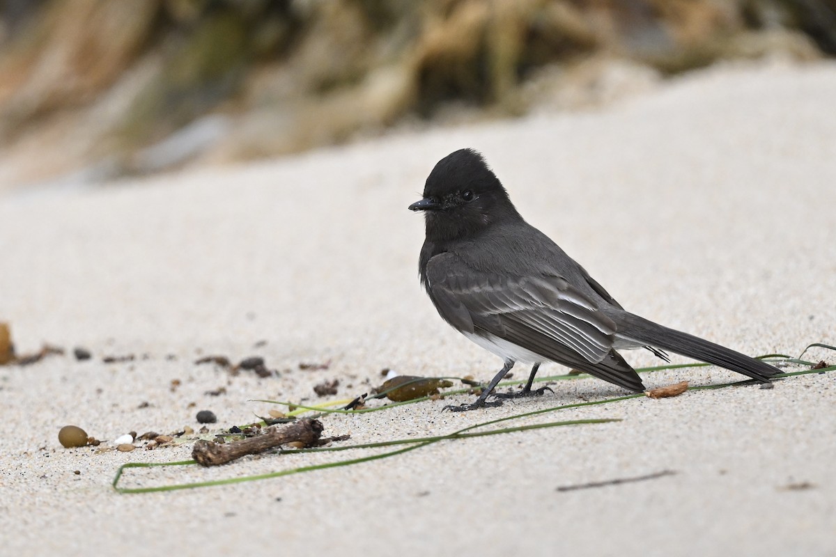 Black Phoebe - ML642171082