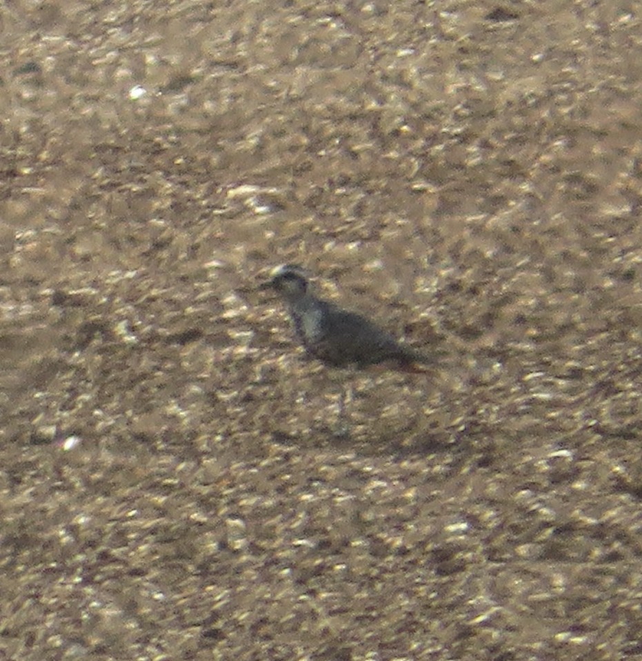 American Golden-Plover - ML642171104