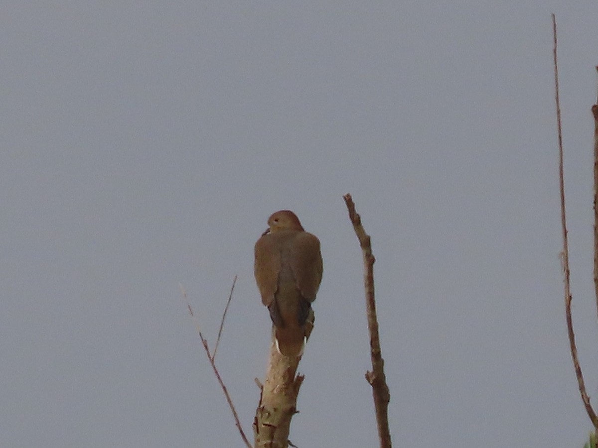 White-winged Dove - ML642171105